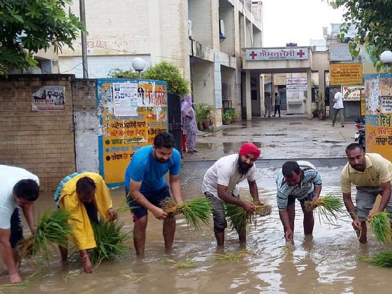 Rain, waterlogging, AAP, worker, planted rice, Sangrur