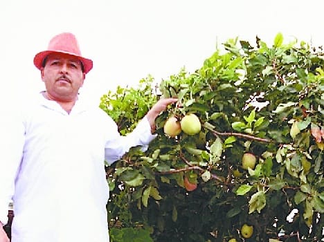 apple grow in fourth floor in bilaspur padyalag village