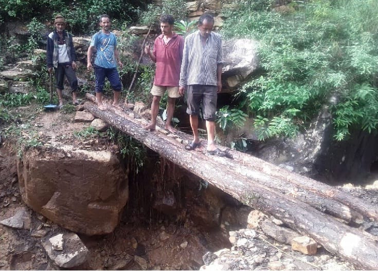 Cut tree bridge