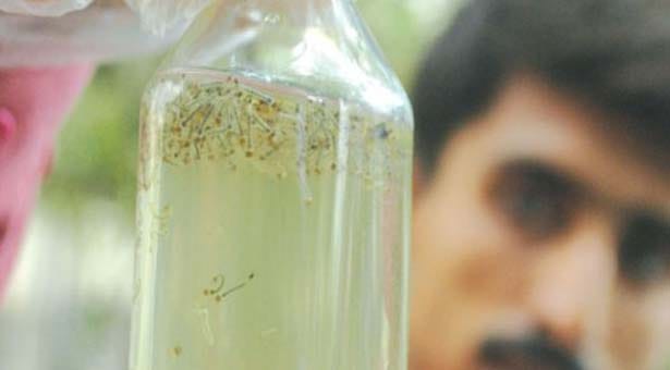 dengue, dengue larvae, health deptt, chandigarh health deptt, chandigarh nagar nigam, chandigarh
