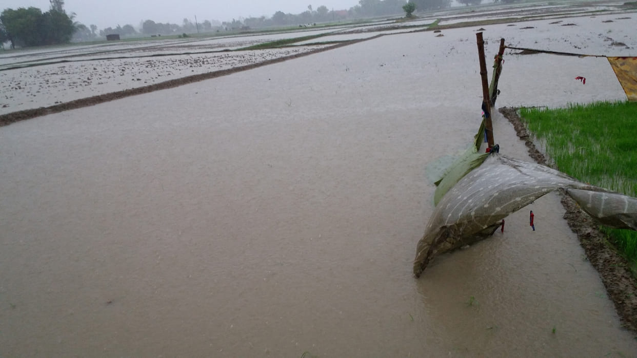 Rain brought a boon for farmers