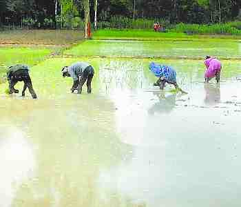 Farmers face bloom by heavy rains 