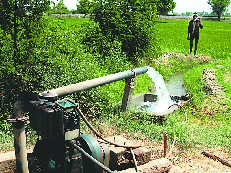 agriculture, dhan, punjab, abohar