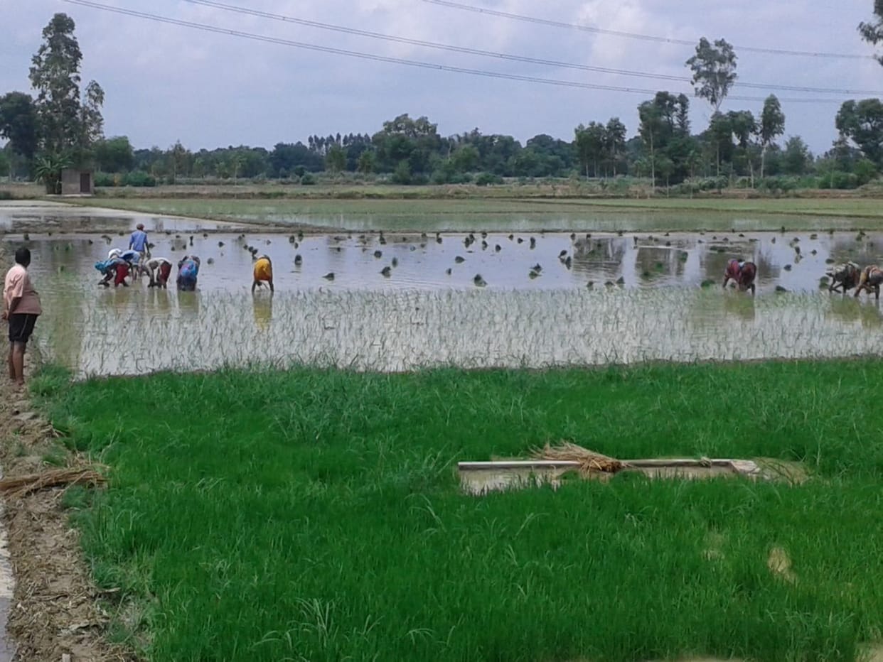Branded companies are sold in packets of duplicate seeds