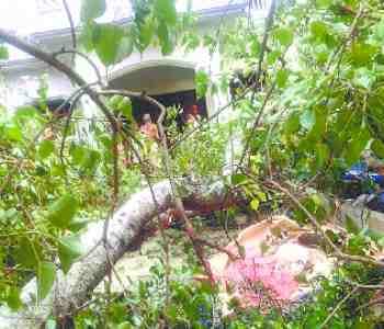 Three houses damaged by falling trees, five poles broken
