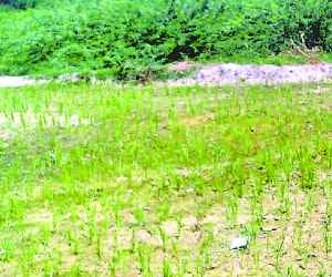 Cultivation on Forest lands 
