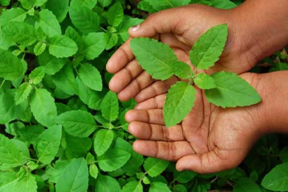 this plant of badrinath have the big miracle power