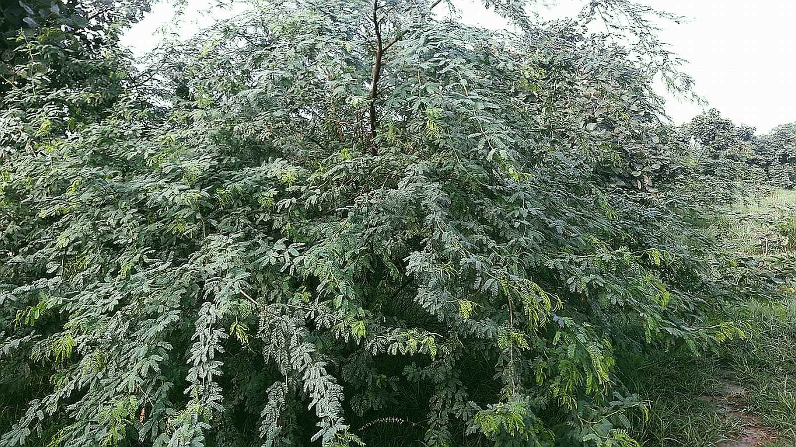 Somvar Ke Upay Monday Remedies To Remove Problems Of Life In Hindi