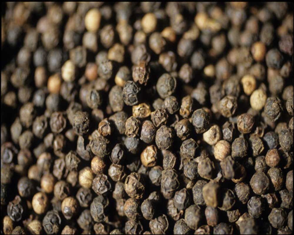 Advantages Of Black Pepper In Hindi Amar Ujala Hindi News Live कालीमिर्च के उपयोग से दांत और
