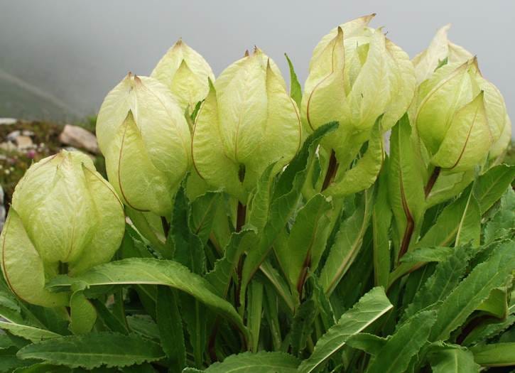 brahma kamal the lotus of lord brahma
