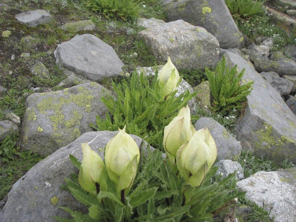 Hemkund Sahib Yatra 2020: Yatra will run till 10th October , only 100 pilgrims will be able to go in a day
