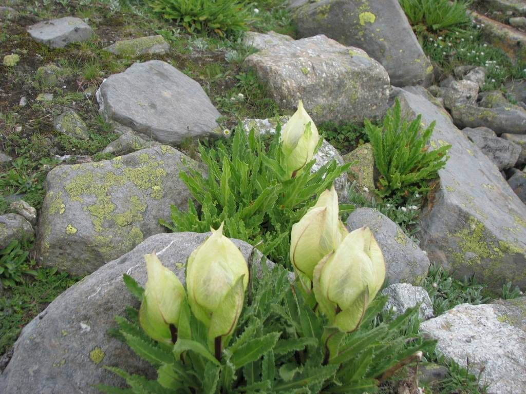 brahma kamal the lotus of lord brahma