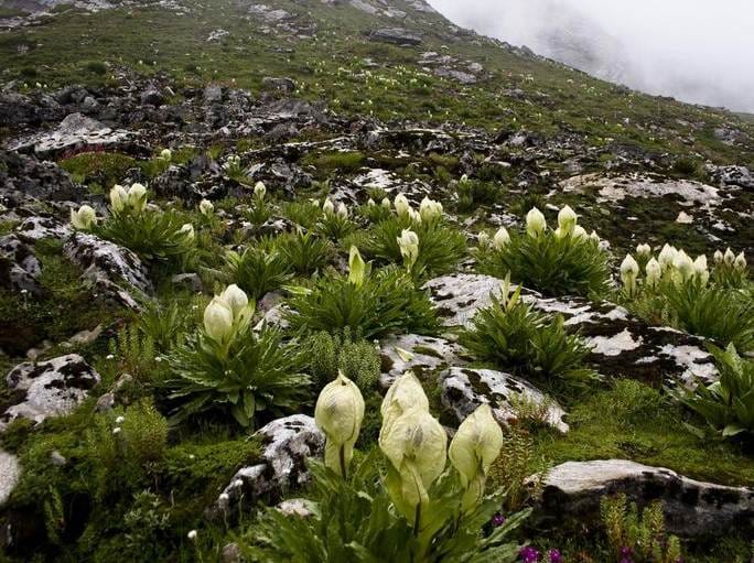brahma kamal the lotus of lord brahma