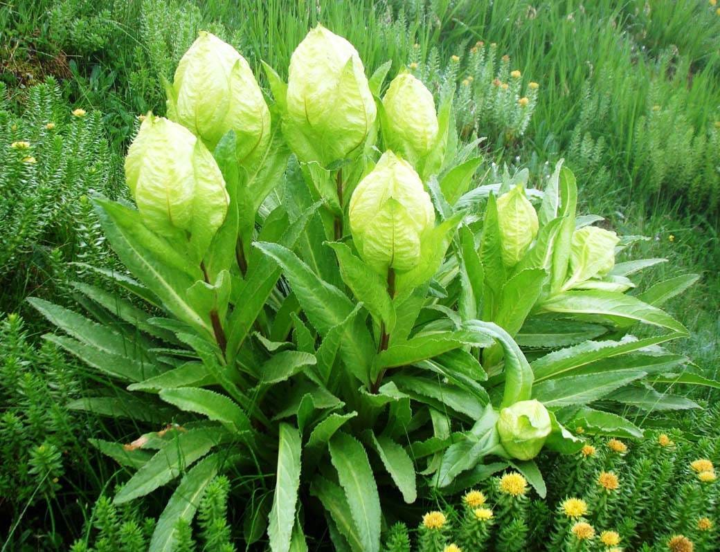 brahma kamal bloomed before time