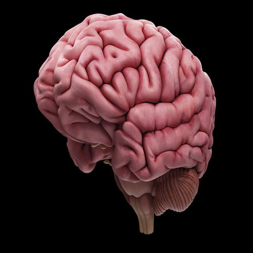 second brain in human body