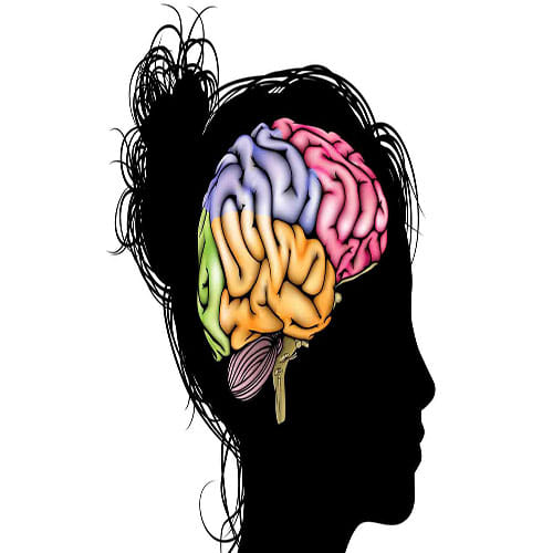 second brain in human body
