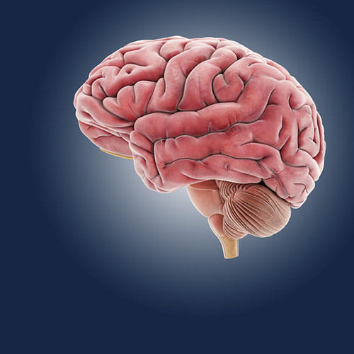 second brain in human body