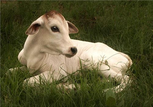 Calf