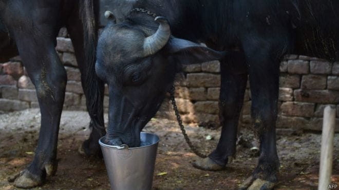 MP: Online complaint for cattle stolen 