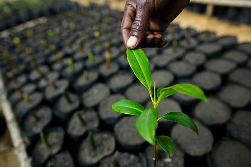 Medicinal plants to be Safe from Coronavirus