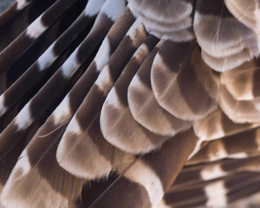 Home remedies to get rid of rats easily