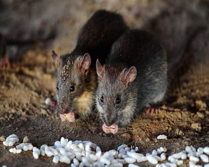 Home remedies to get rid of rats easily
