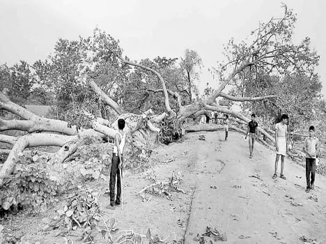 Traffic stopped on the highway by falling tree
