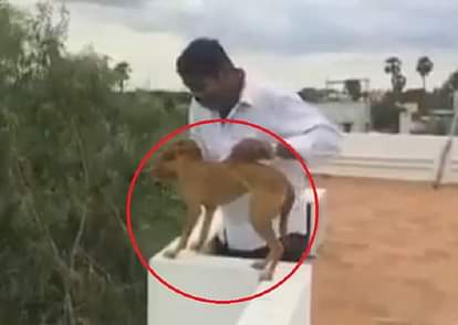 man throws his dog from terrace - latest viral video