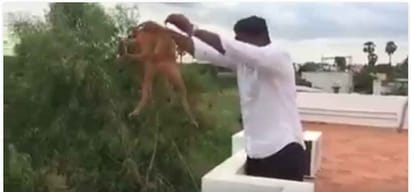 Horrifying video: man throwing dog from rooftop goes viral