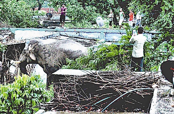 The wild elephant population reached flown senses