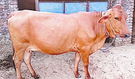 Alien Breed beat Sahiwal cow
