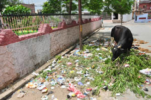 The lack of clean air in parks