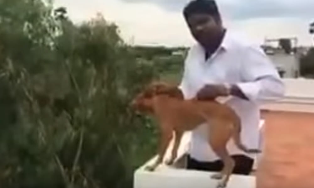 man throws a dog from terrace, shocking video