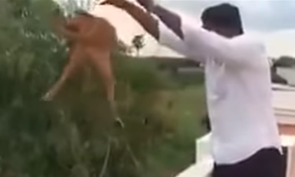man throws a dog from terrace, shocking video