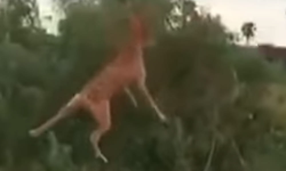 man throws a dog from terrace, shocking video