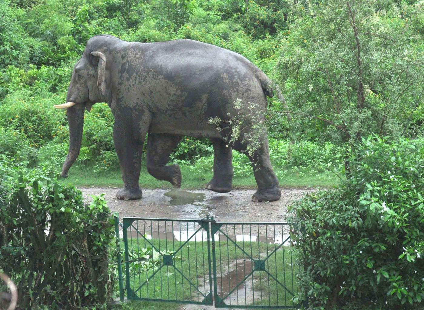 wild elephant in residential area in kotdwar