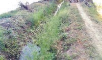 caul mainer, water problem, farmers, kaithal