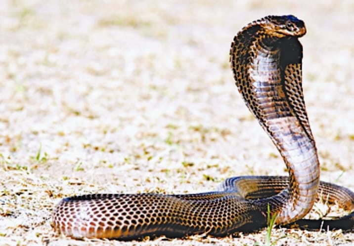 monsoon alert, six type of snake found at every land, know him