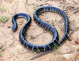 monsoon alert, six type of snake found at every land, know him