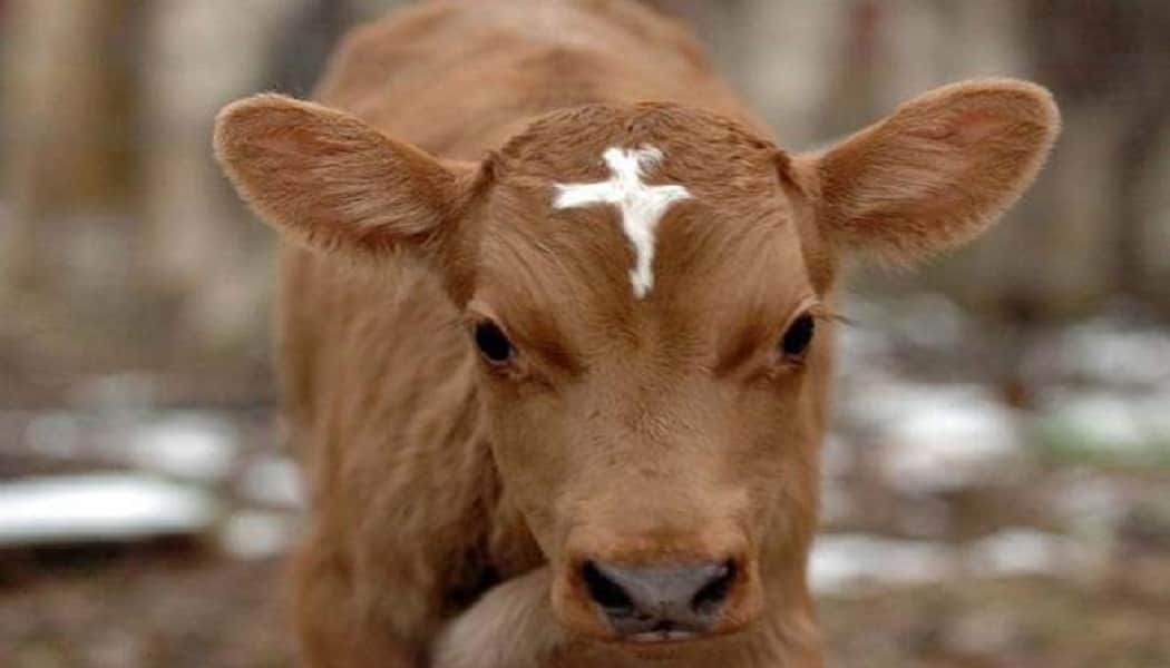 menka gandhi told reson of cow killing.