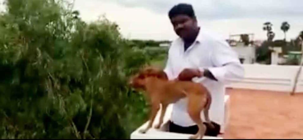accused of throwing dog off the roof, got bail in Minutes