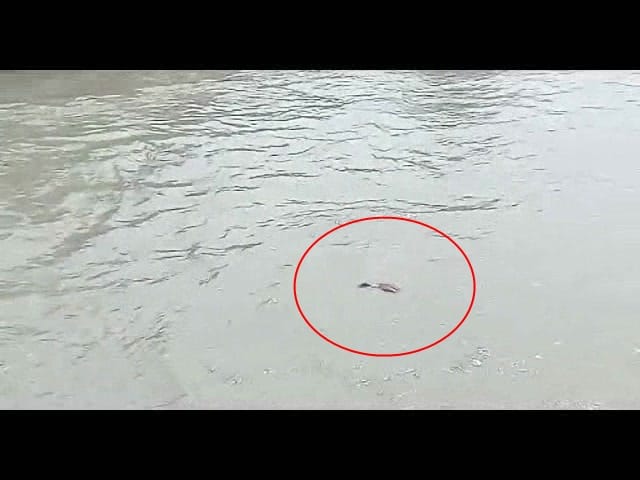 man swept in gangnahar, incident shoot live by friends.