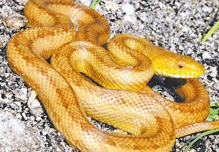 monsoon alert, six type of snake found at every land, know him