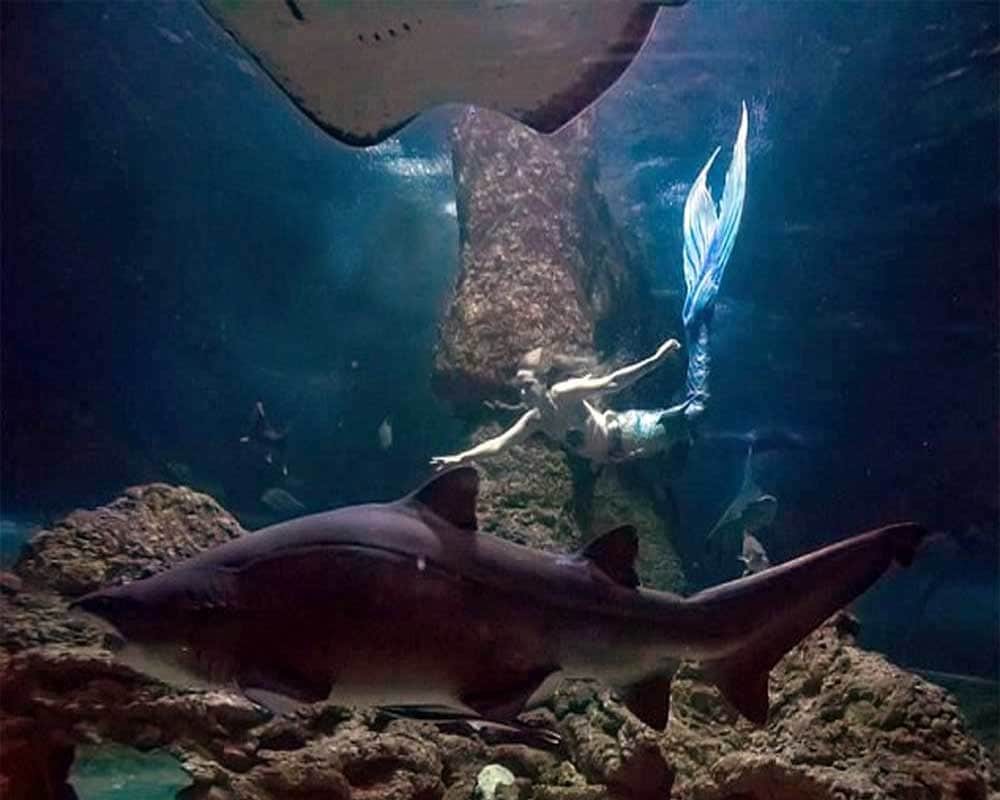 Meet these real life mermaids of world