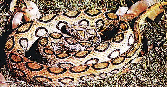 monsoon alert, six type of snake found at every land, know him