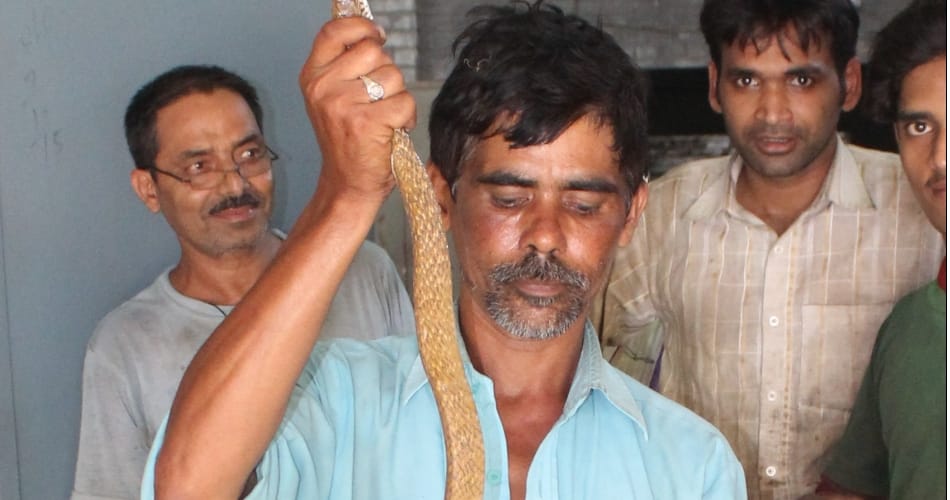 chandigarh snake fighters saleem, mehandi and ashraf profile