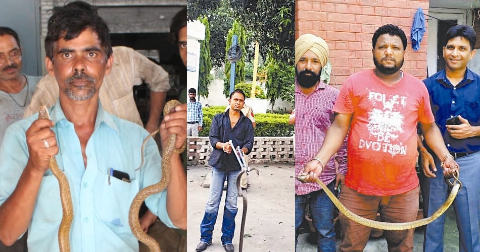 chandigarh snake fighters saleem, mehandi and ashraf profile
