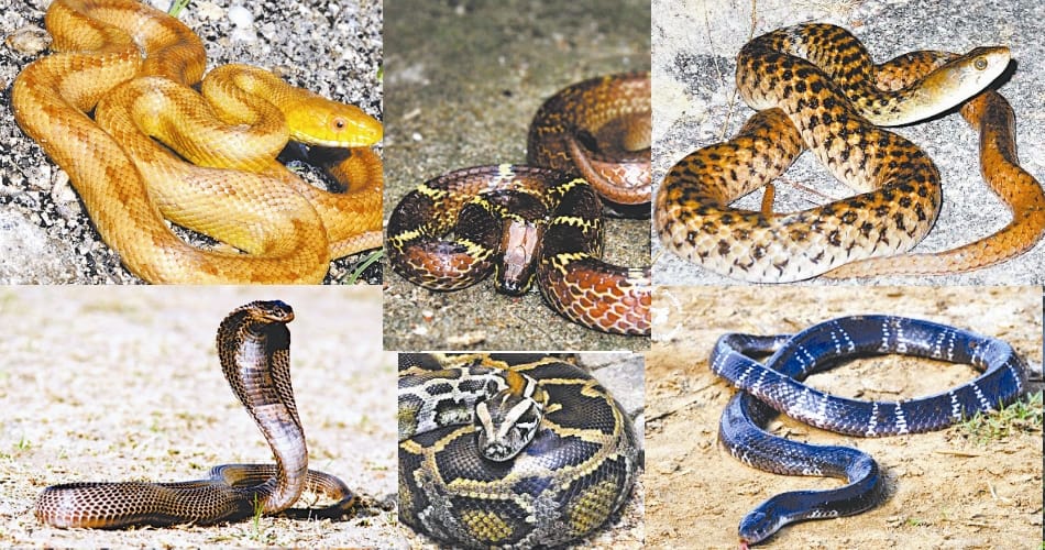 monsoon alert, six type of snake found at every land, know him