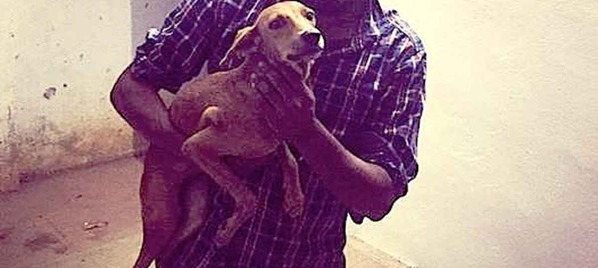 The dog that was thrown off a building has been found alive