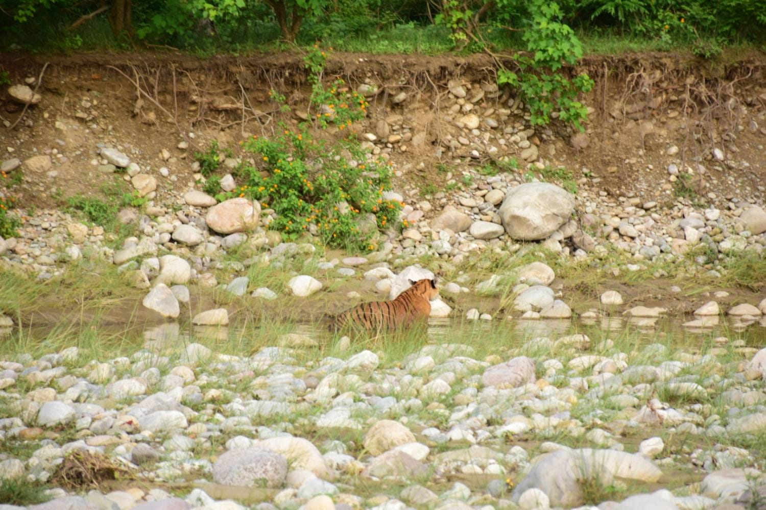 International Tiger Day: know history of tiger